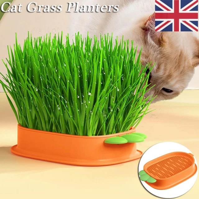 Cat Grass Planting Box Plant Growing Kit Hydroponic Cat Grass Soil-Free Planter