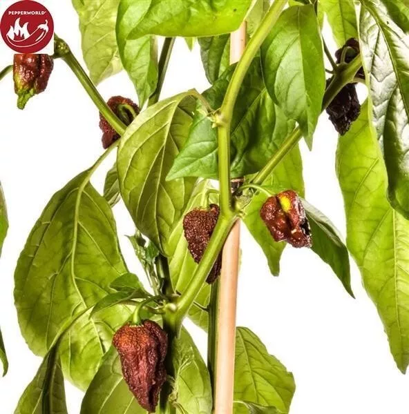 5x Chocolat Naga Piment Bhut Jolokia Chili Jardin Légumes Plantes - Graines