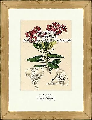 Bojers Wolfsmilch Euphorbia Bojeri Wolfsmilchgewächse Milchsaft Vilmorin A4 382