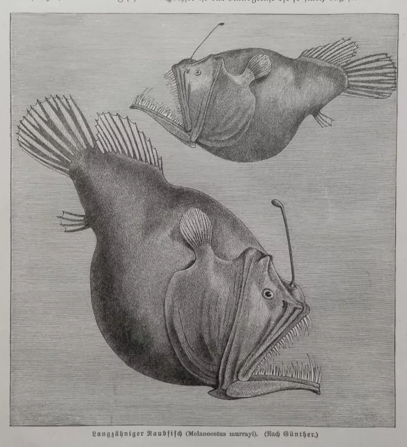 Tiefseeteufel Melanocetus  Blinde Tiefseefische Ipnopidae  Holzstich von 1893
