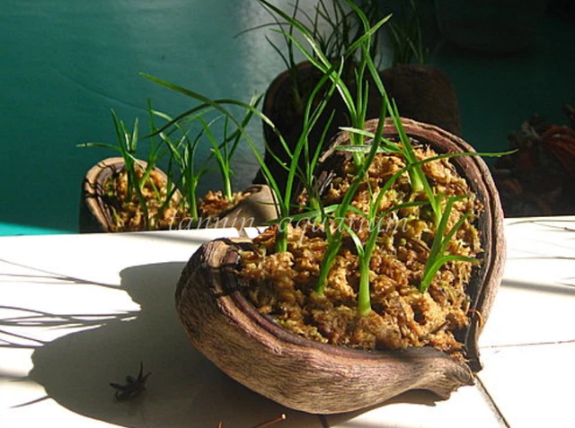 5 piezas vaina de esterculia decoración floral natural artesanías botánicos secos popurrí 11
