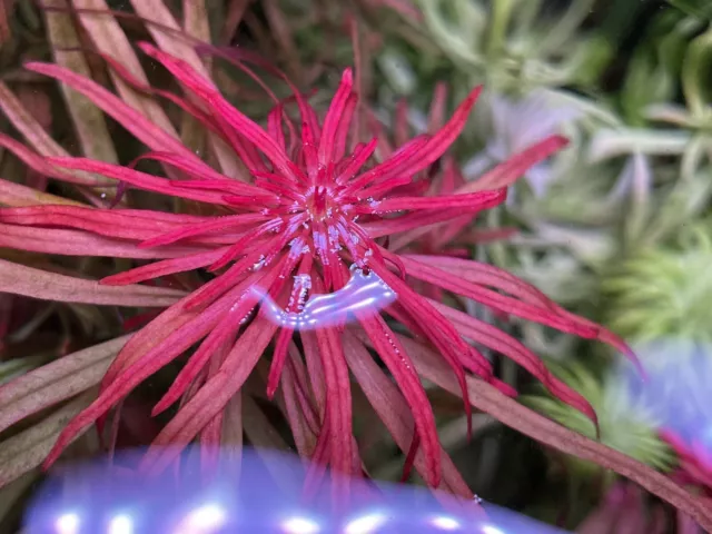 Ludwigia inclinata Meta Selten Rot Rarität