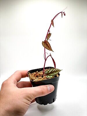 Cissus discolor (2.5" Pot)/ Rex Begonia Vine / Live Terrarium Plant / Houseplant 2