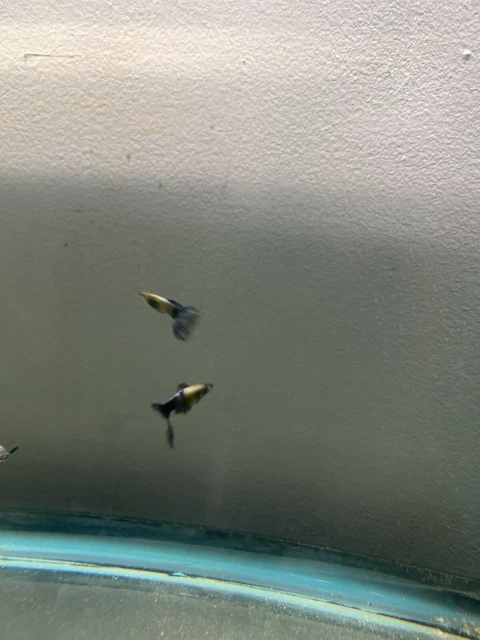 1 Pair Live Purple Dragon High Quality Guppies NY Raised 1 Pair Live Purple Dragon High Quality Guppies NY Raised