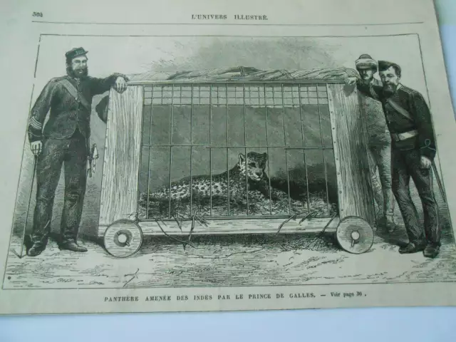 Gravure 1864 - Panthère amenée des Indes par le Prince de Galles