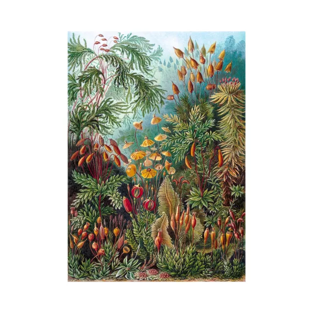 Ernst Haeckel, Muscinae, 1904, Canvas Print, A1 Size + Border