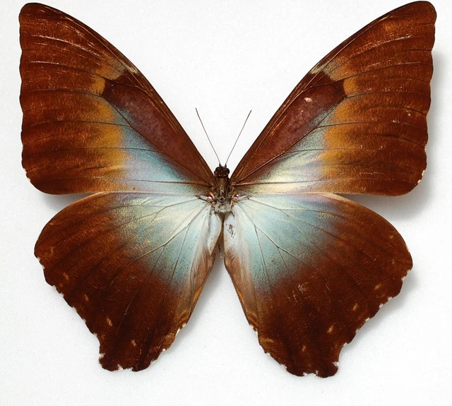 Male Morpho cisseis ssp gahua  from Corvinilla  Peru
