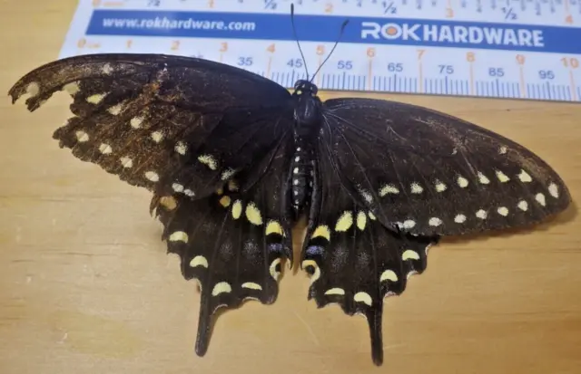 Eastern Black Swallowtail Butterfly Papilio polyxenes Papiliondae SE Texas E26