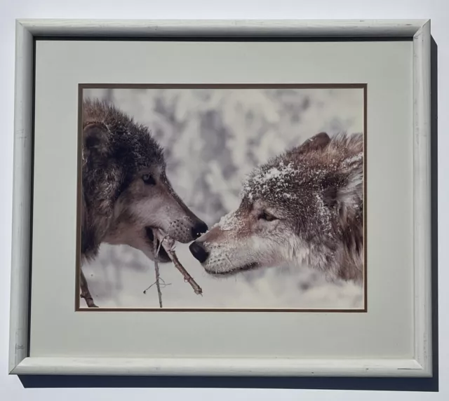 Carl R. Sams II Original Photograph Pair Of Wolves Framed 20" x 17"