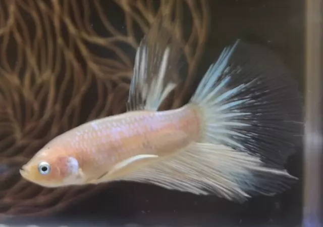 betta splendens koi / half moon marbré 1