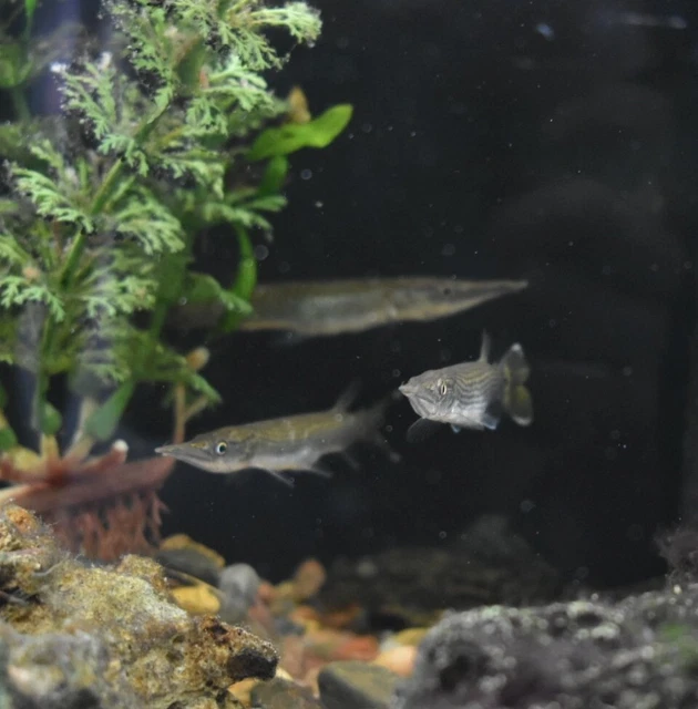 Live Hujeta Rocket Gar (3" Tropical Freshwater Aquarium Fish) *PLS READ DESCR* 7