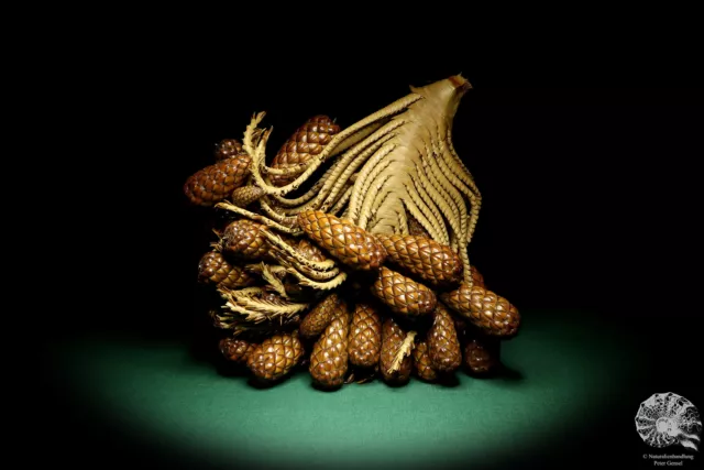Raphia farinifera tropical centroáfrica palmera reciente frutos secos especie