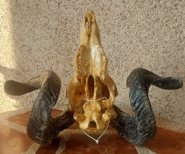 Cráneo tratado auténtico trofeo cornamenta cuernos grandes calavera Oeste 3