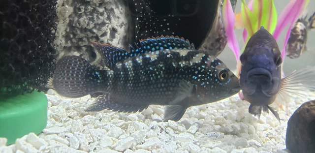 Jack Dempsey Cichlid Freshwater Aquarium Fish 2