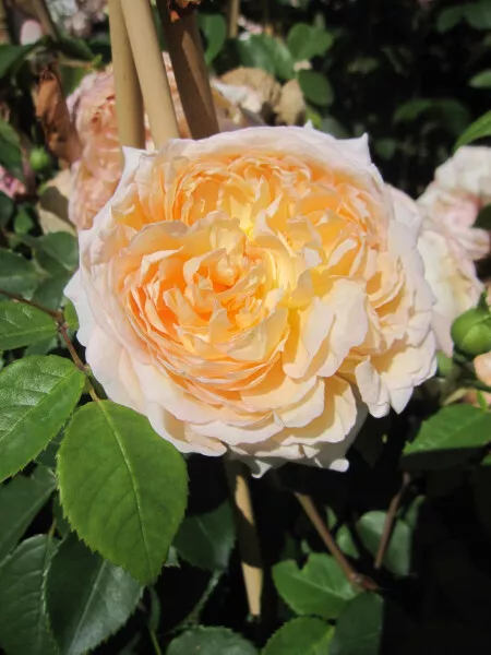 Rosa Bathsheba ® - Englische Rose - David Austin Rose - Kletterrose