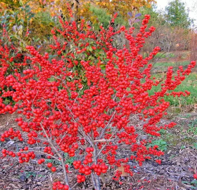 20  MARYLAND BEAUTY HOLLY SEEDS - Ilex verticillata 'Maryland Beauty