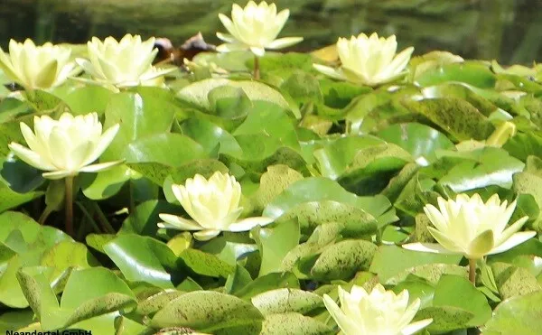 winterharte Wasserpflanze für den Teich : Hübsch blühende Gelbe Seerose // Samen