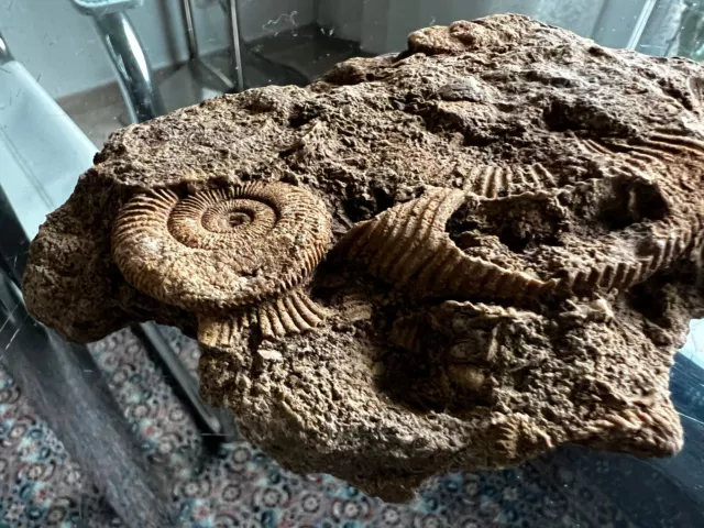 Fossil Versteinerungsplatte mit Schnecken,468 Gramm,45 Jahre Sammlerauflösung 3