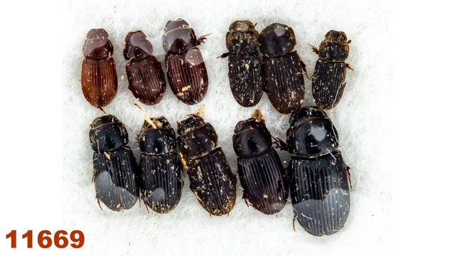 Scarabaeidae: Aphodiinae sp.   A1, 2,5-5 mm, MIX, 11 pc