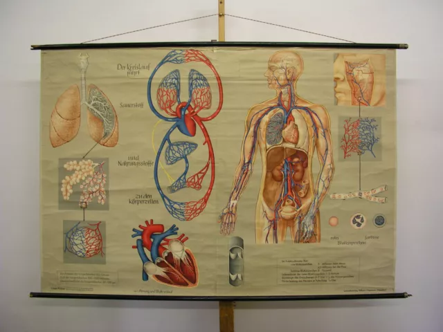 Wall Picture Breathing Circulation Lung Bronchia 168x115cm Vintage Chart ~ 1960