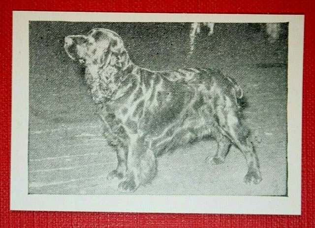 FIELD SPANIEL   Vintage 1950's Photo Card