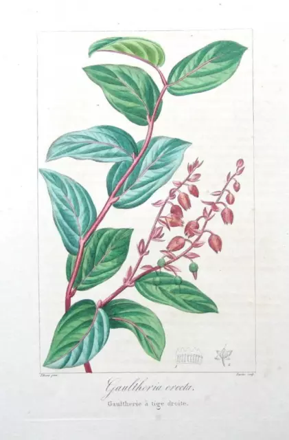 GAULTHERIA ERECTA, Pancrace Bessa Antique Botanical Print c1820