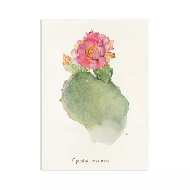 Vintage botanische Wandkunst Druck Poster Blume viktorianisch hübscher Kaktus sukkulent