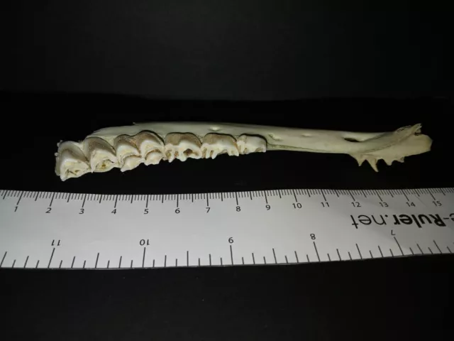 Genuine English European fallow deer (Dama dama) real skull bone lower jaw