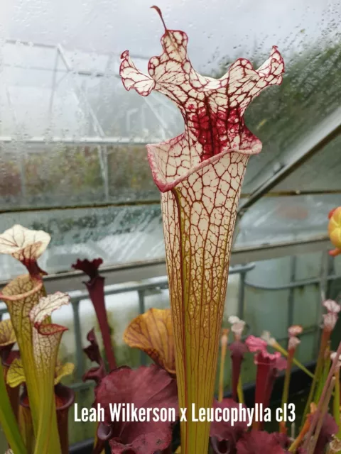 Sarracenia Seed  (LEAH WILKERSON X LEUCOPHYLLA) 3 X MOOREI H209MK