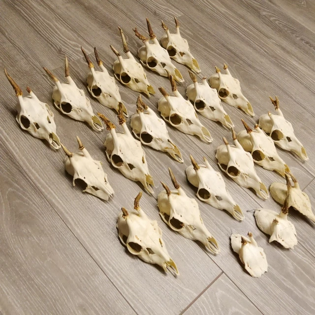 20 Pieza Pequeño Cornamenta de Corzo para Artesanía Charivari Ciervo 15.10