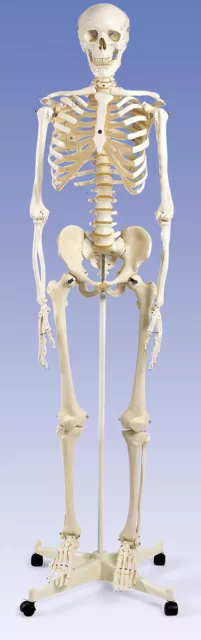 NEW 3B Scientific A10 Stan the Standard Human Skeleton