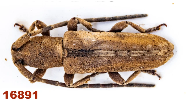 Cerambycidae: Lamiinae sp.   A2, 9 mm, Mounted , 1 pc