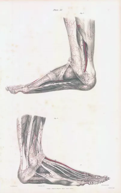 1837 Large Engraving ANATOMY Vascular Side View Foot Ankle (VA-32)