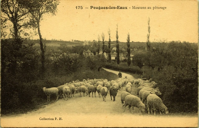 Sheep Grazing Pougues-les-Eaux Postcard
