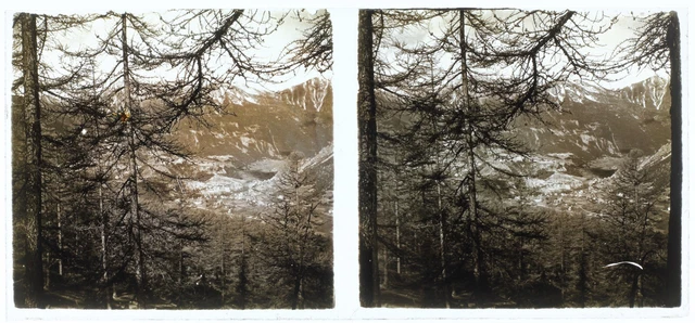 Arbres Montagne c1950 Photo Stereo Amateur Plaque de verre Vintage V36L25n1
