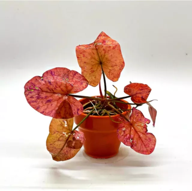 Tiger Lotus Bulb BUY 2 GET 1 FREE N. Zenkeri Aquarium Fish Tank Live Plants