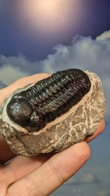 Trilobit fossile Barrandeops auf vorbereiteter Matrix 83 mm x 53 mm schön