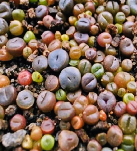 RARE Lithops MIX succulent cactus EXOTIC living stone desert rock seed 100Pcs 2