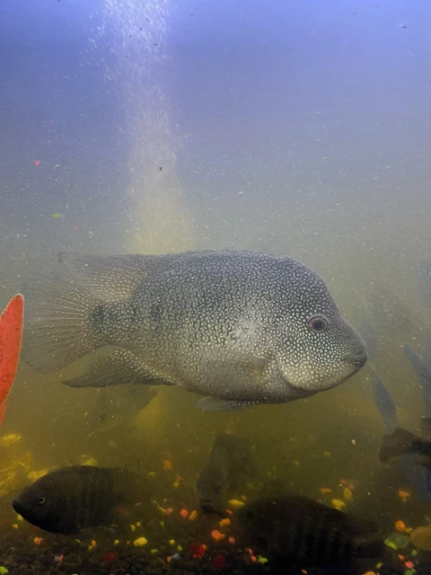 Texas Cichlid Freshwater Aquarium Fish 5”-7” (Male Or Female) 4