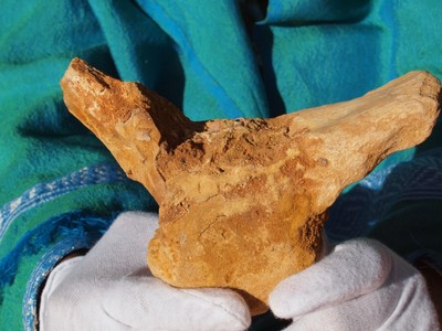 spinosaurus vertebrae