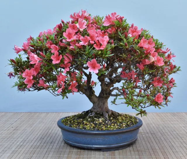 Bonsái al aire libre, azalea satsuki 'Kinka' (rododendro) | Bonsái jardín-Müller