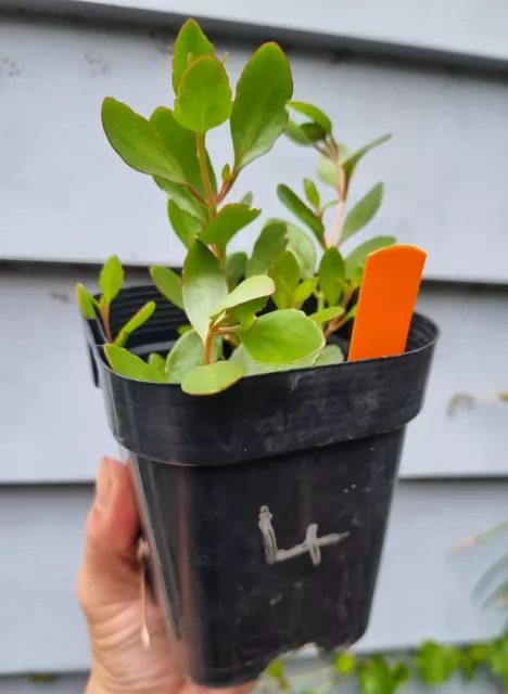 Kalanchoe NOID 4 - Rooted Cuttings - Flowering Hanging Succulent Cacti Cactus