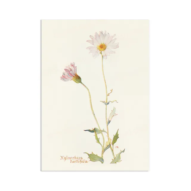 Vintage Botanical Wall Art Print Poster Flower Victorian Daisy Sunflowers Pretty