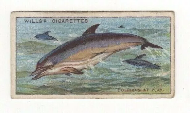 1928 Wills Wonders of the Sea #01. Dolphins