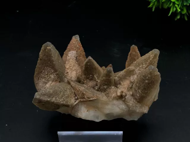 Spécimen naturel de Calcite en dents de chien, pierre de guérison en... 2