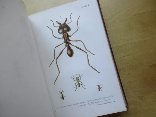 Ants Bees And Wasps Entomology Fourmi Abeilles Lubbock 1886 5 Planches