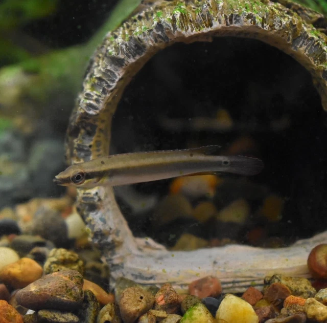 Live Regani Dwarf Pike Cichlid (1.5-2" Freshwater Aquarium Fish) *PLS READ DESCR 4