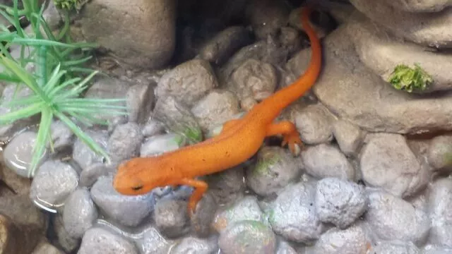 5 + Salamander Newt  LARVAE   FREE SHIPPING $$!!