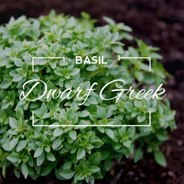 Basilico Greco Compatto A Palla 1200 Semi - 2 Grammi Herb Dwarf Greek Basil 2