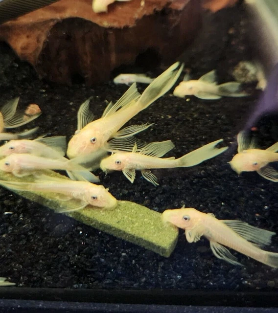(3)L144-Blue Eye Lemon Longfin Bristlenose Pleco 1"+